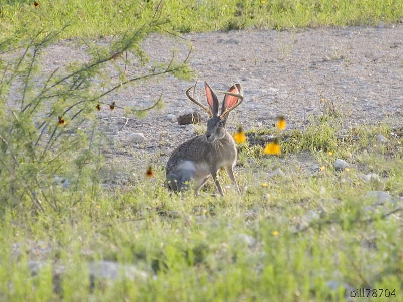 a rabbit with deer horns known as the jackalope