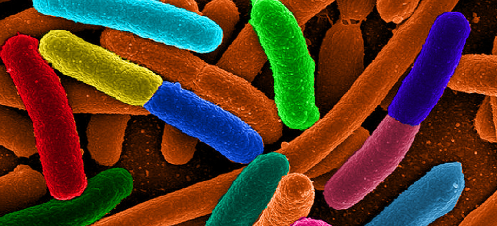 Escherichia coli (e Coli) bacteria
