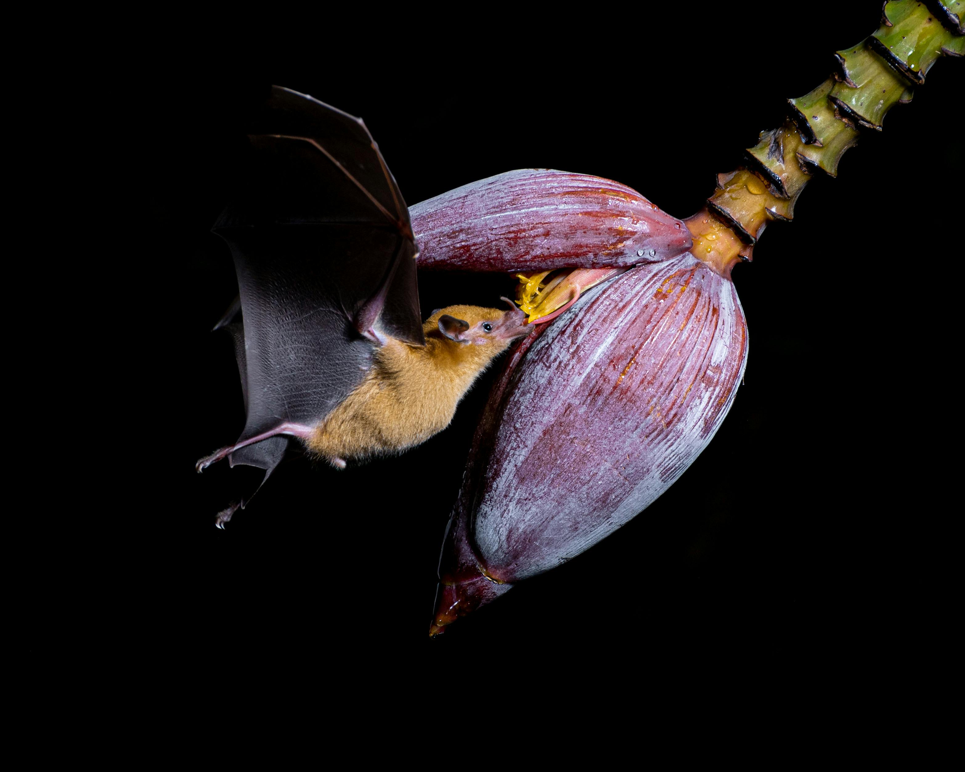 Bat suspended in flight with mouth touching the center of a tropical flower, presumably eating.