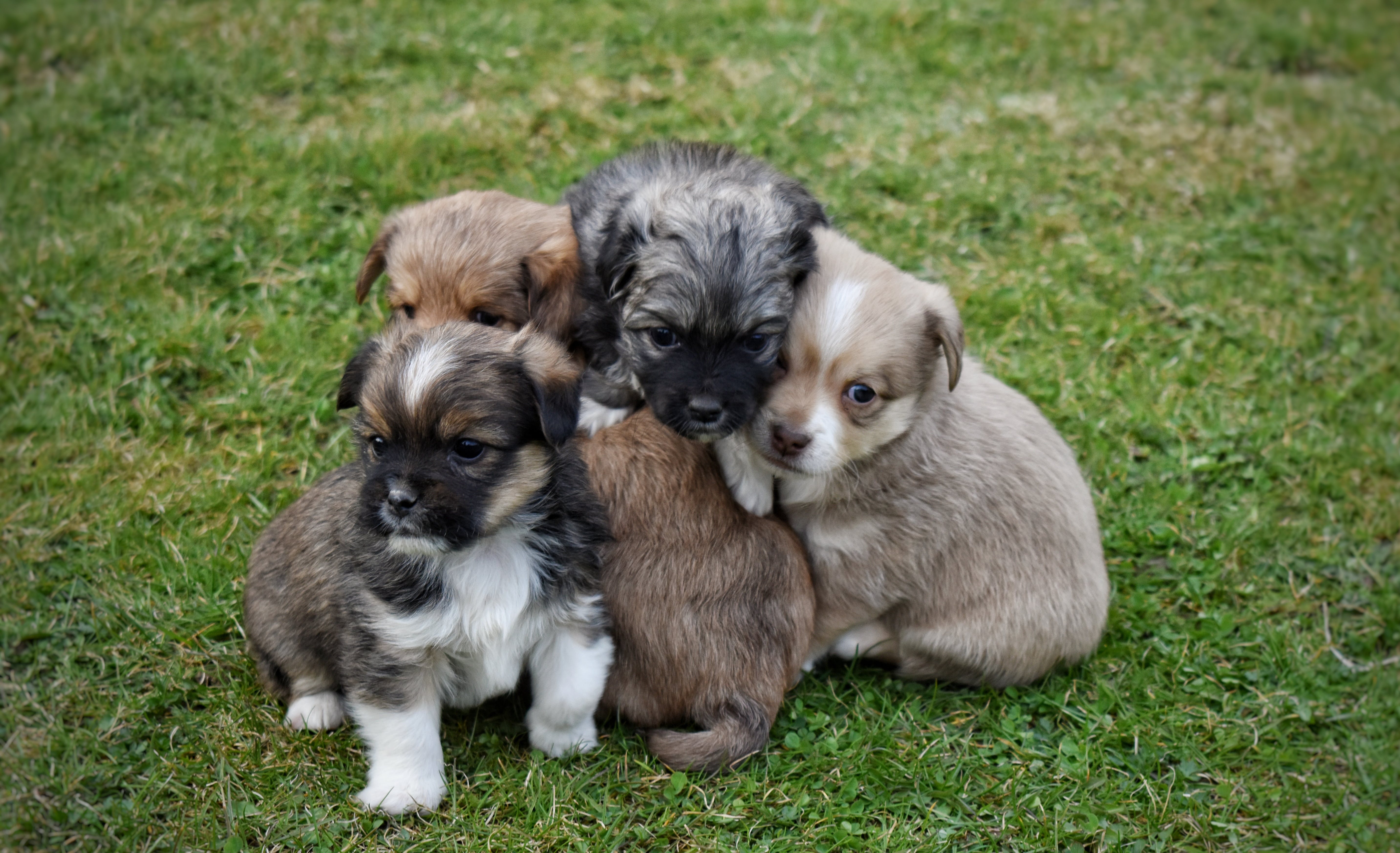 Four puppies squished together all with slightly different color fur and white spots, but the same face shapes and size.
